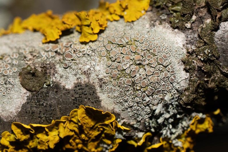 Rim Lichen photo 5