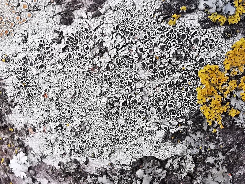 Rim Lichen photo 6
