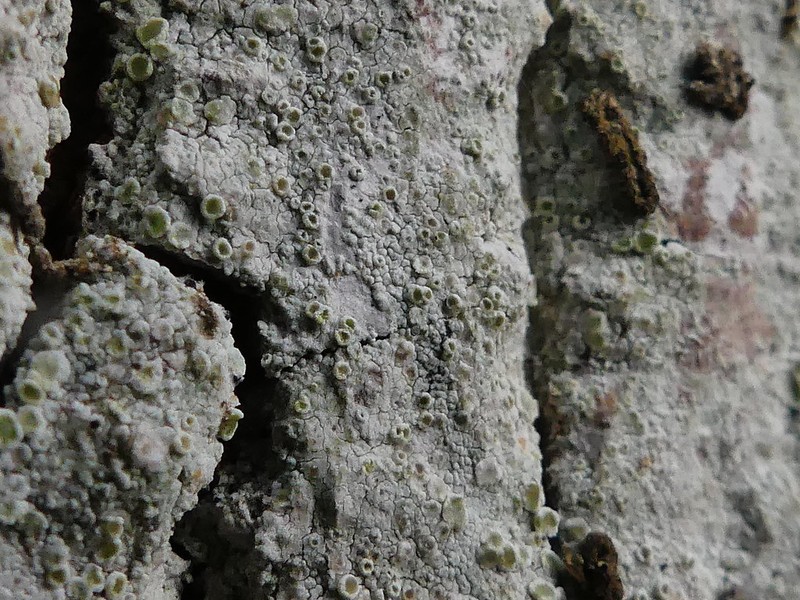 Rim Lichen photo 7