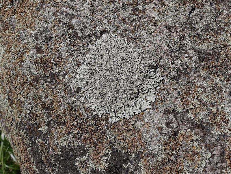 Rim Lichen photo 8