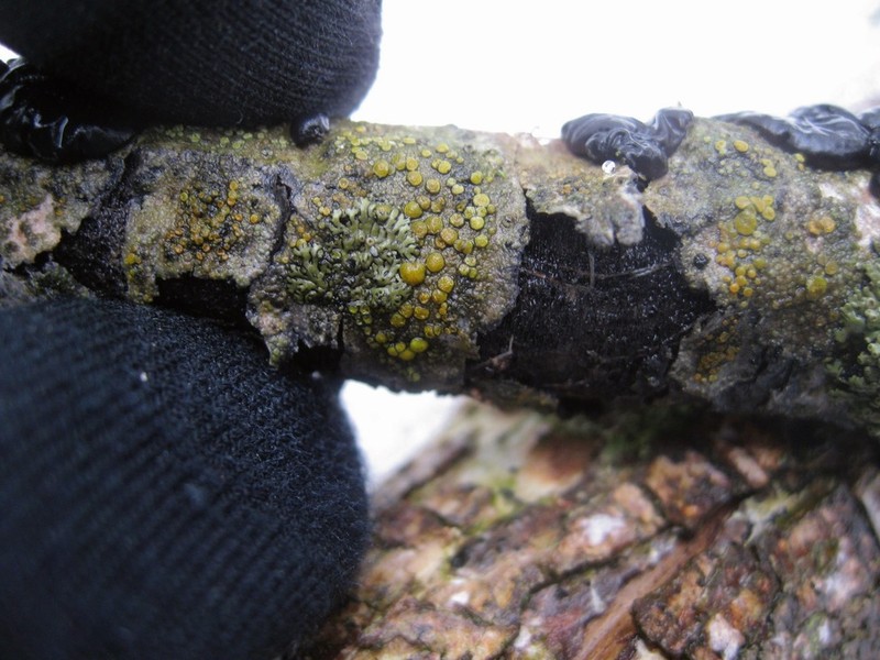 Rim Lichen