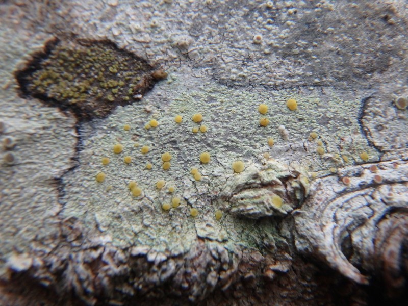 Rim Lichen photo 2