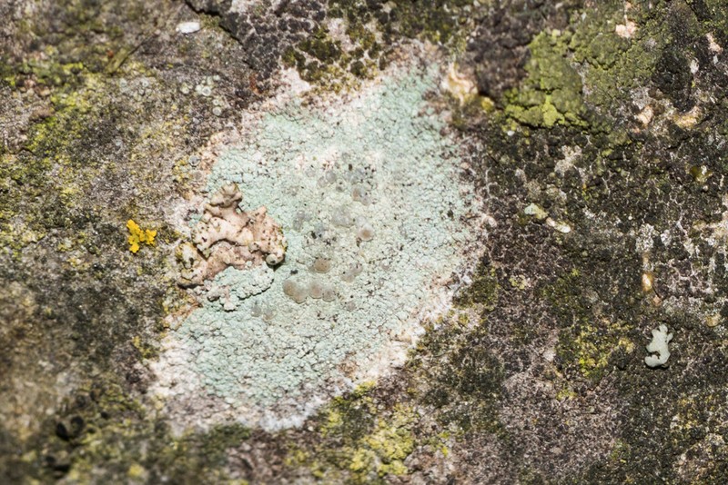 Rim Lichen photo 3