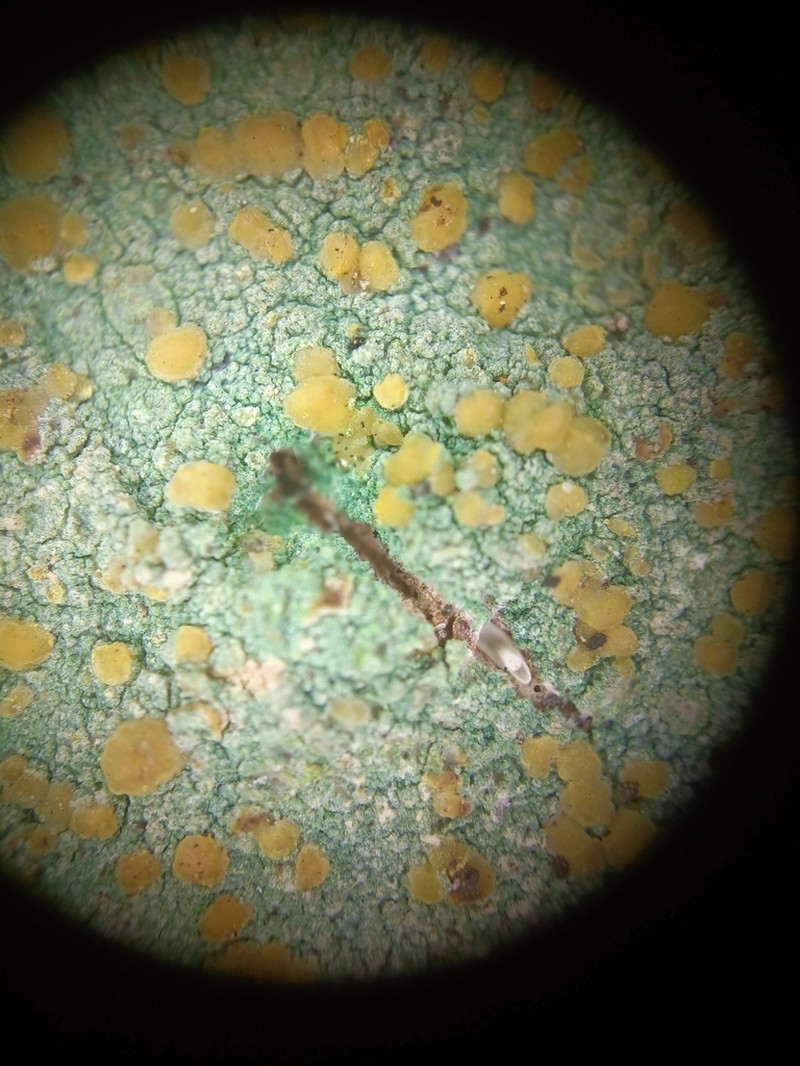 Rim Lichen photo 4