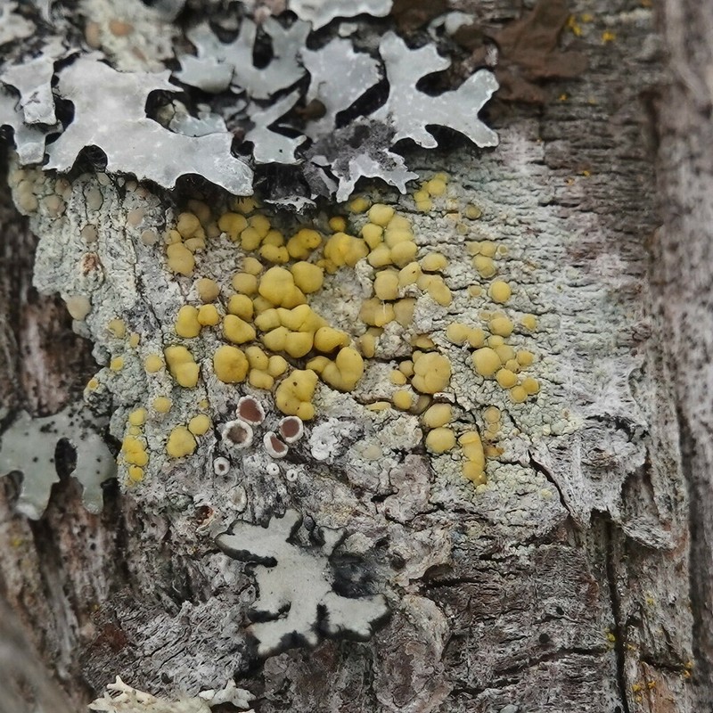 Rim Lichen photo 5