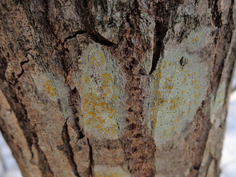 Rim Lichen photo 6