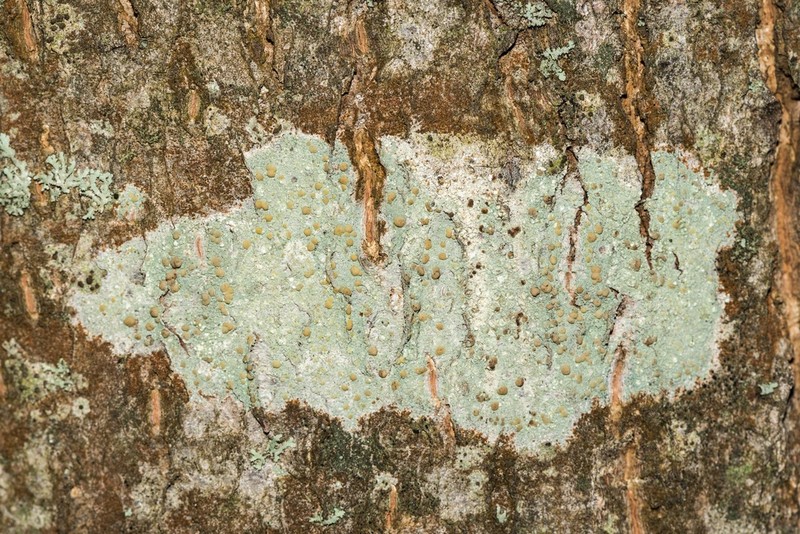 Rim Lichen photo 7