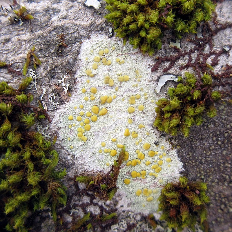 Rim Lichen photo 8