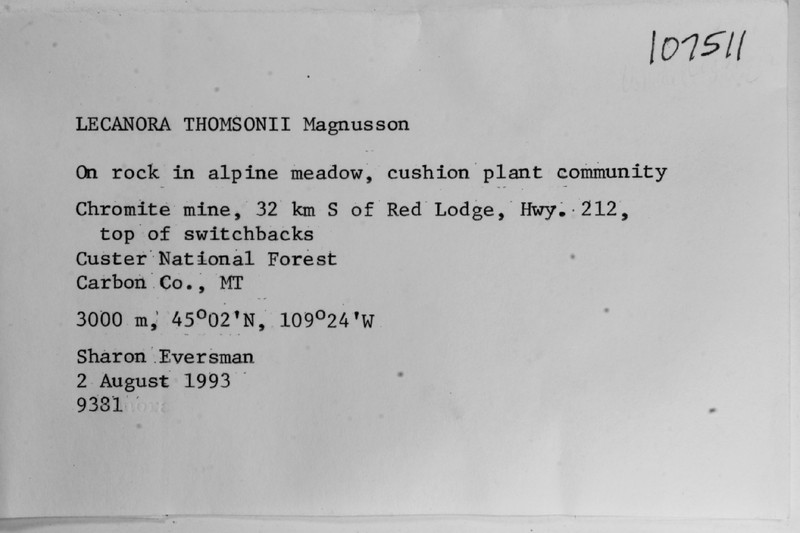 Thomson's Rim Lichen