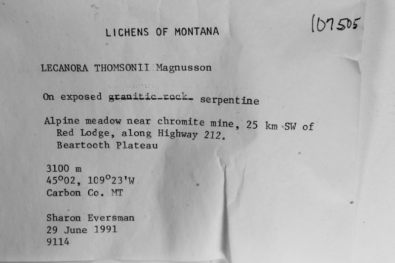 Thomson's Rim Lichen photo 2
