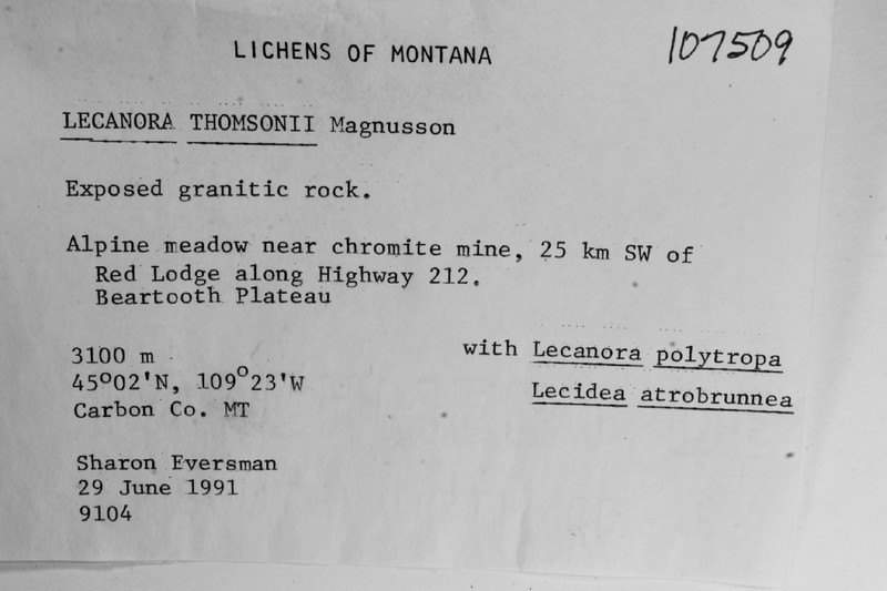 Thomson's Rim Lichen photo 3