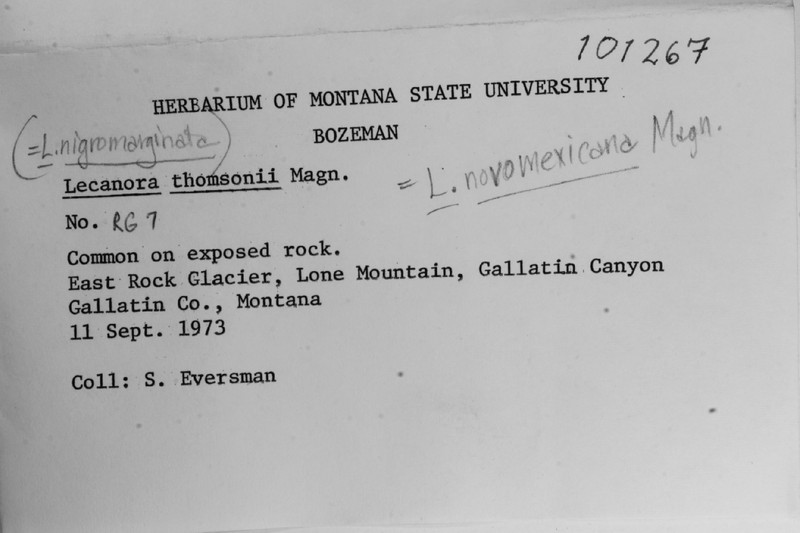 Thomson's Rim Lichen photo 4