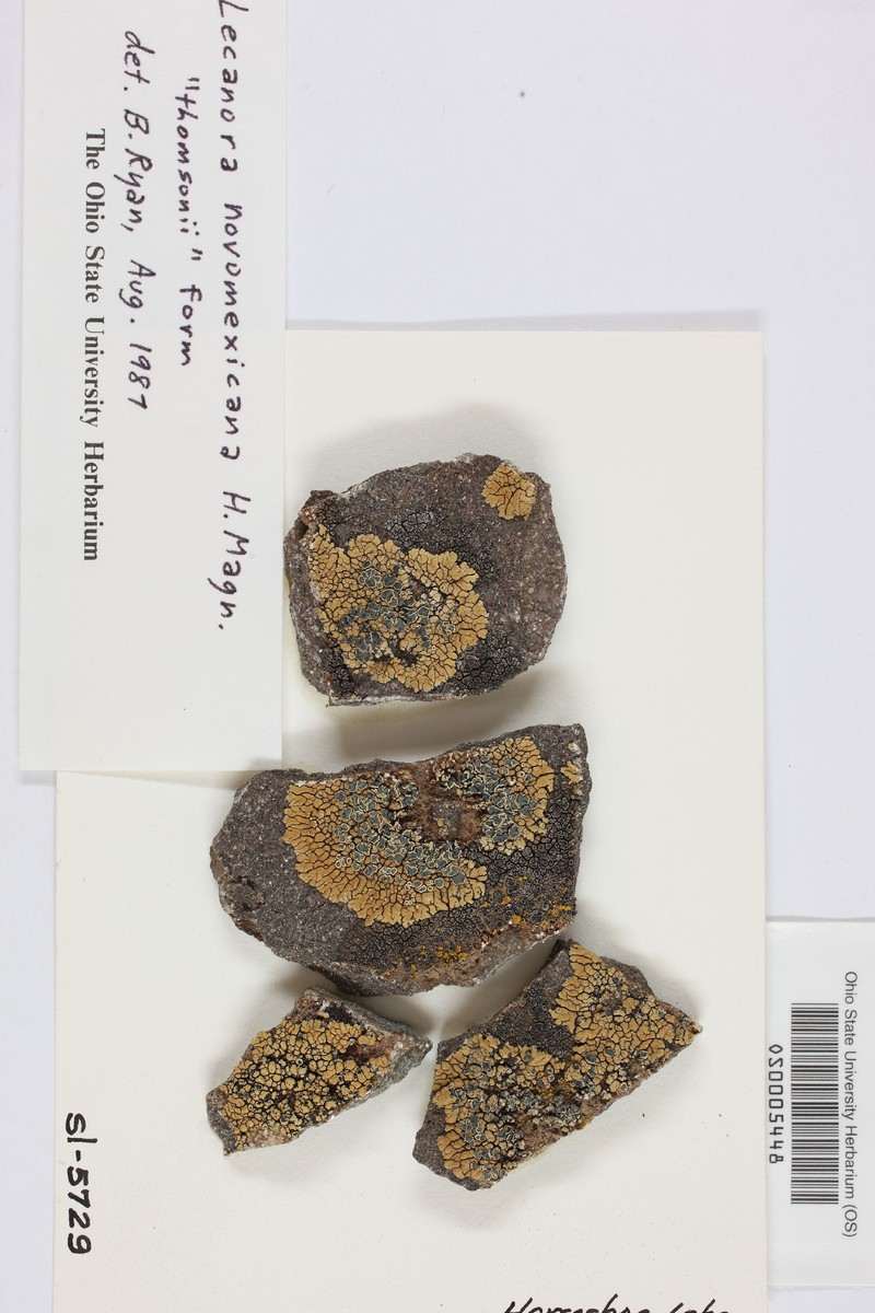 Thomson's Rim Lichen photo 5