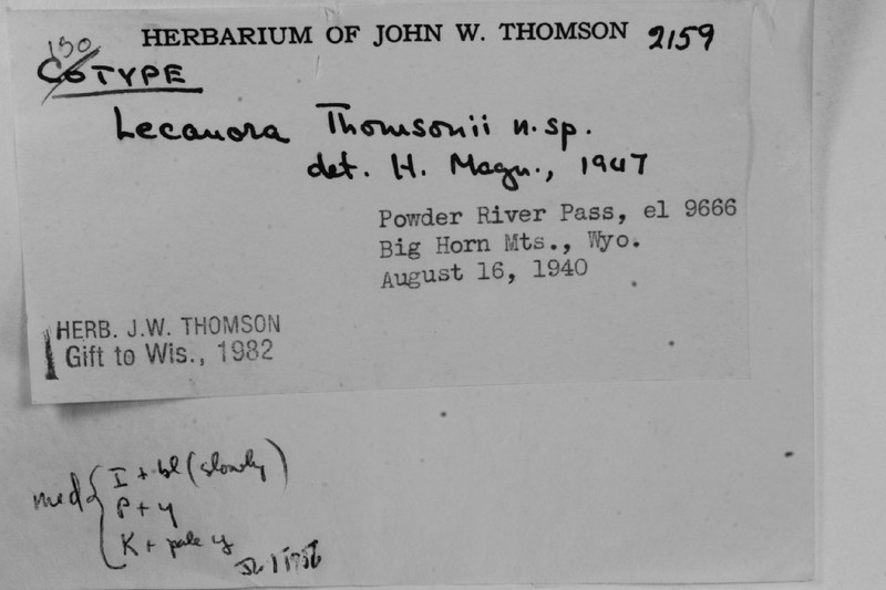 Thomson's Rim Lichen photo 7