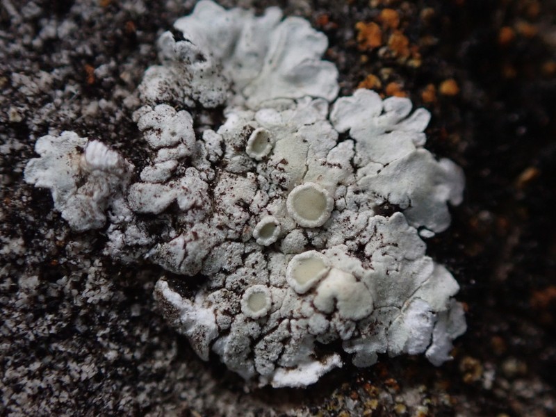 Rim Lichen
