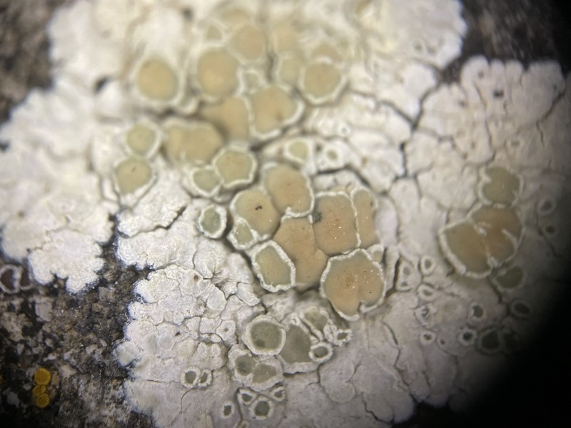 Rim Lichen photo 2