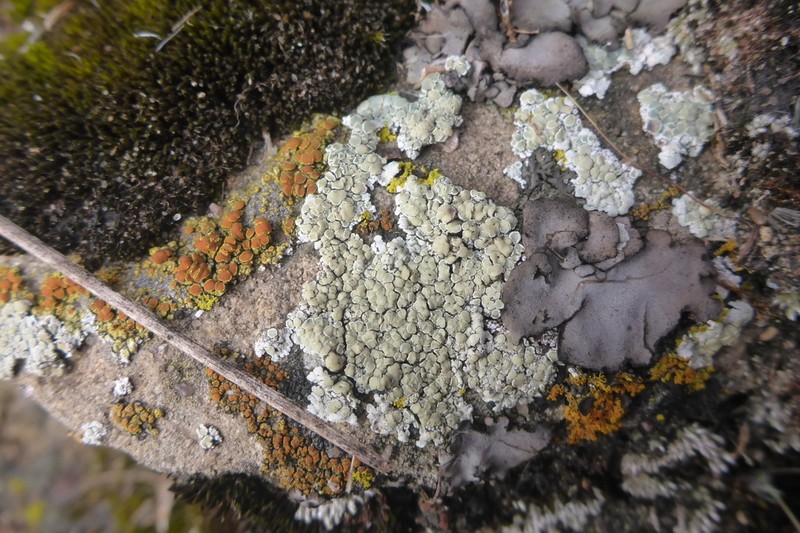 Rim Lichen photo 3