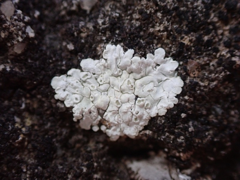 Rim Lichen photo 4