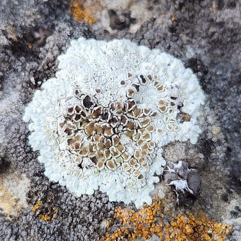 Rim Lichen photo 5