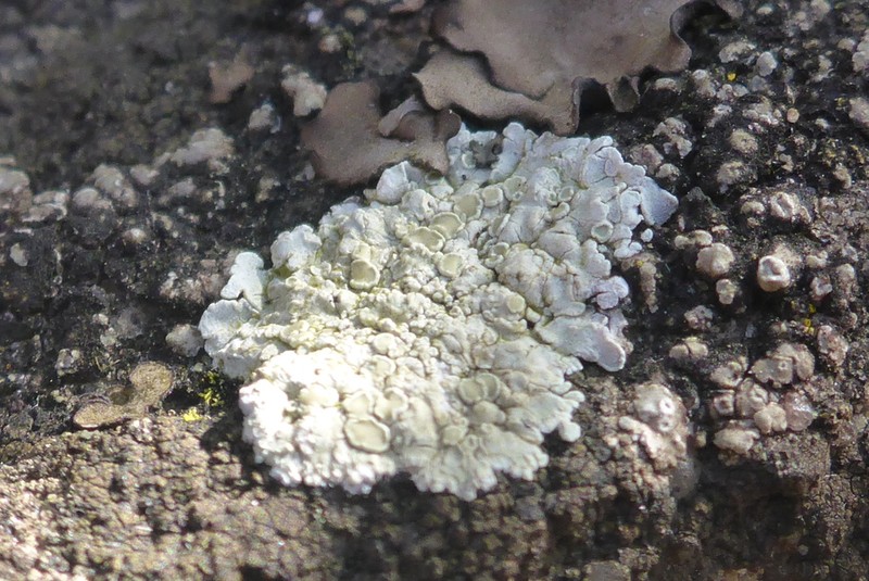 Rim Lichen photo 6