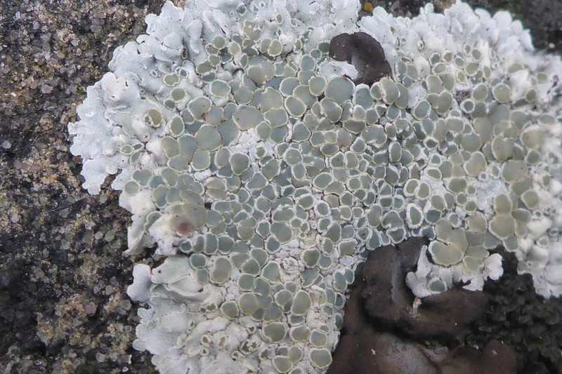Rim Lichen photo 7