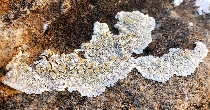 Rim Lichen photo 8