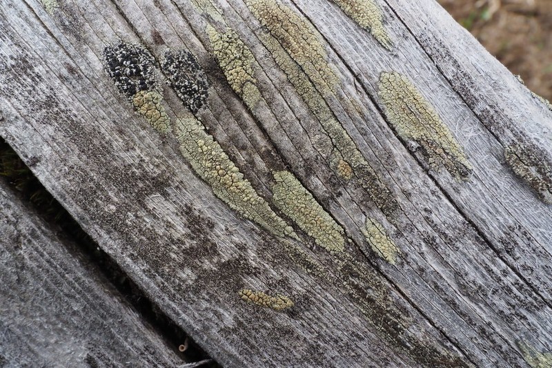 Rim Lichen
