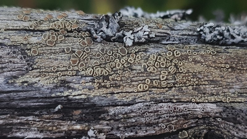 Rim Lichen photo 2