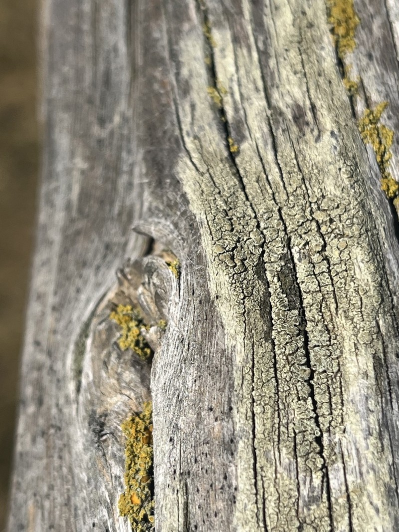 Rim Lichen photo 3