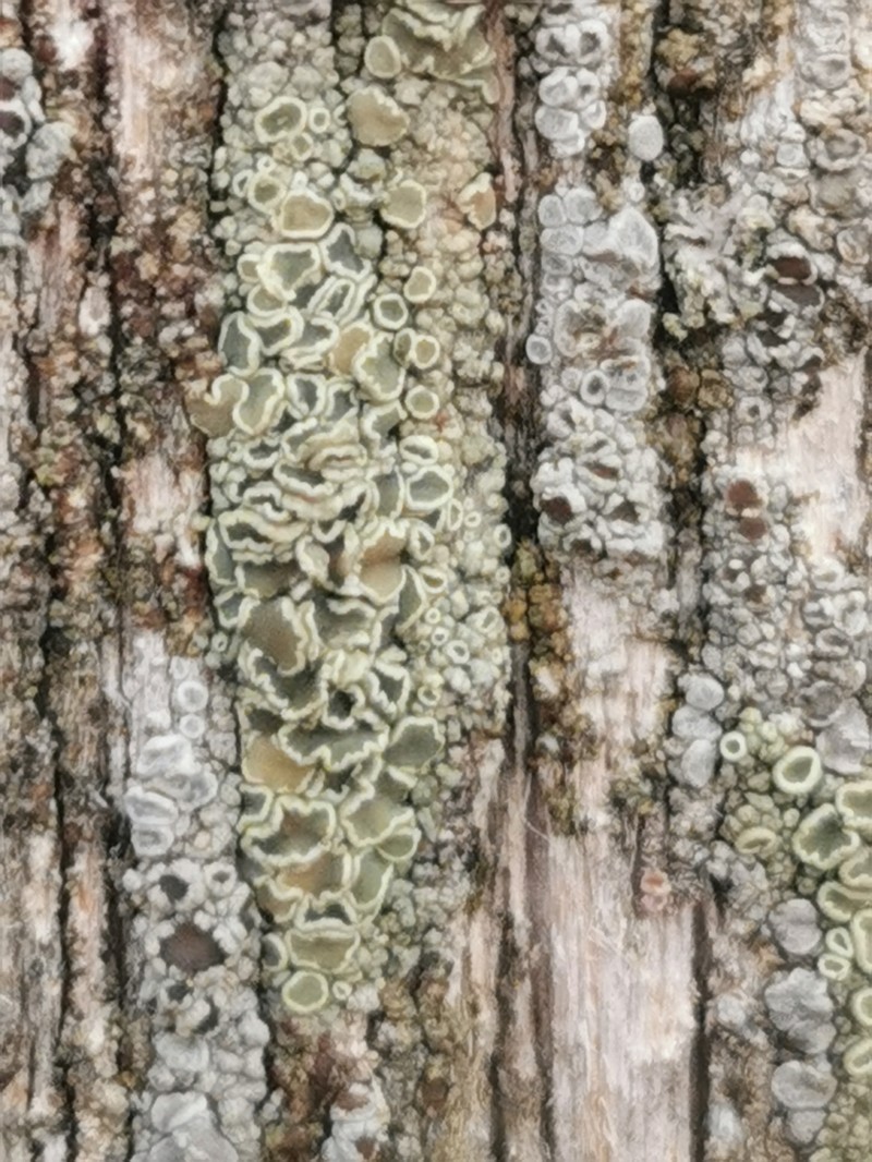 Rim Lichen photo 4