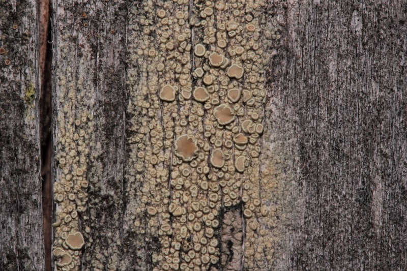 Rim Lichen photo 5
