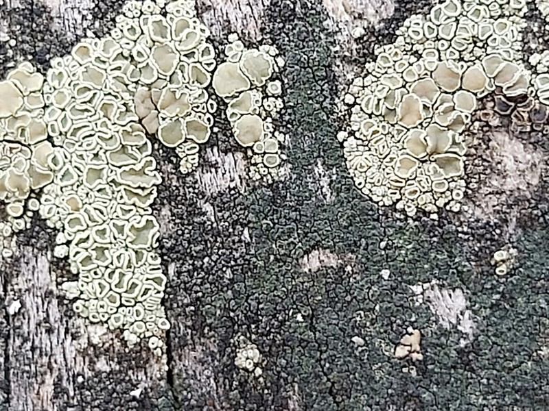 Rim Lichen photo 6