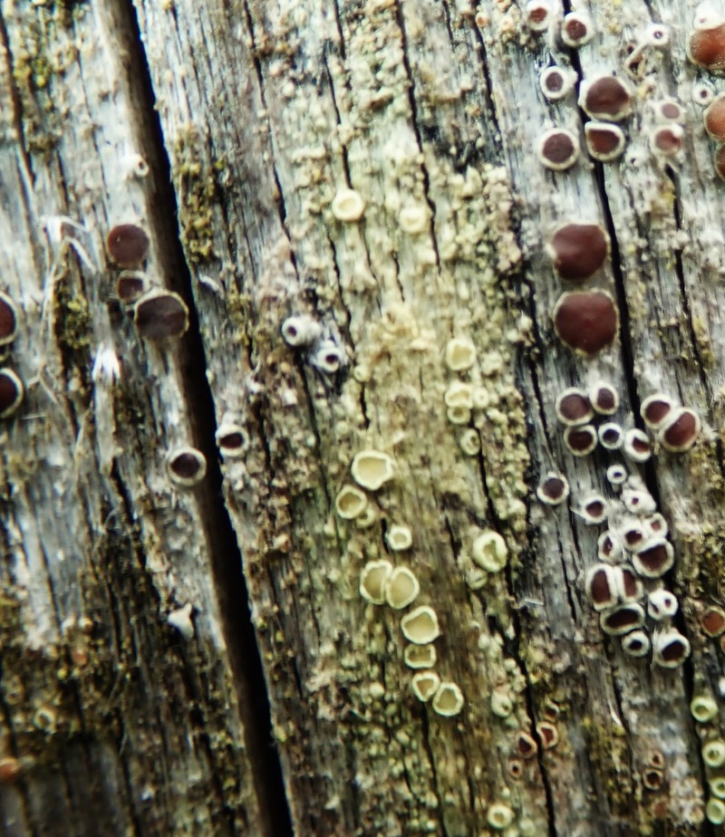 Rim Lichen photo 7