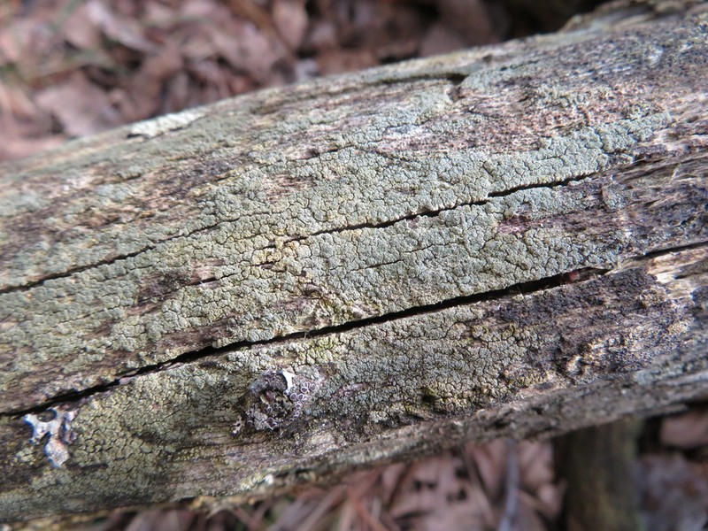 Rim Lichen photo 8