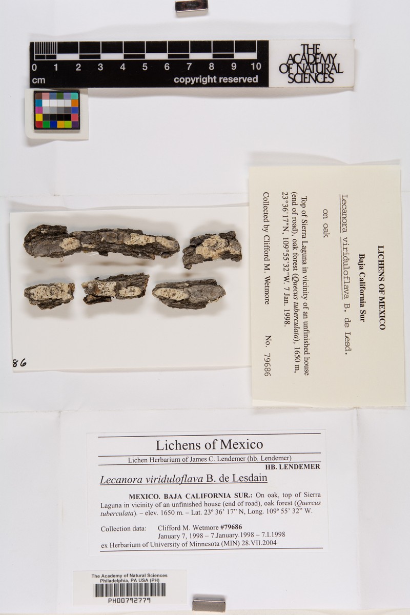 Rim Lichen