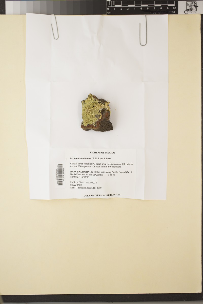 Rim Lichen photo 4