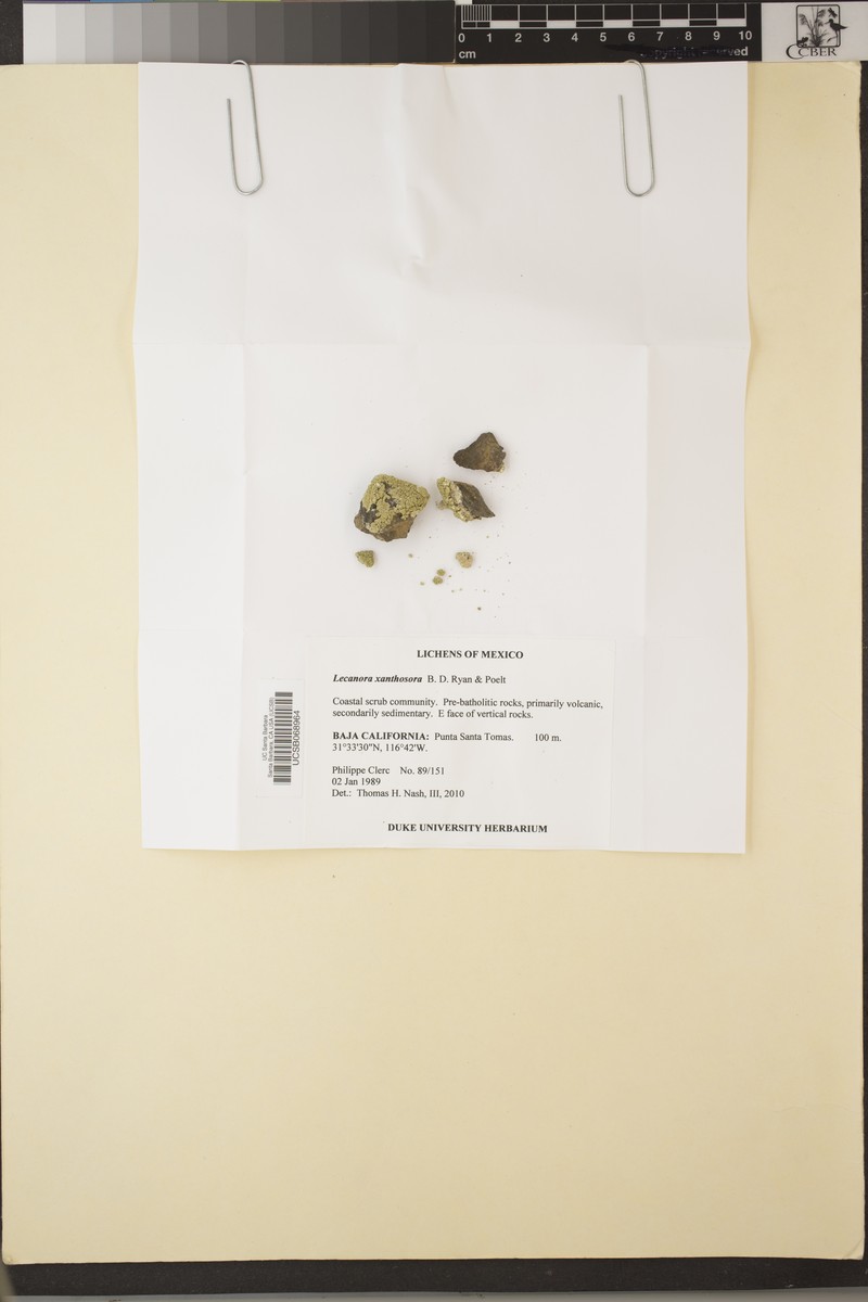 Rim Lichen photo 6