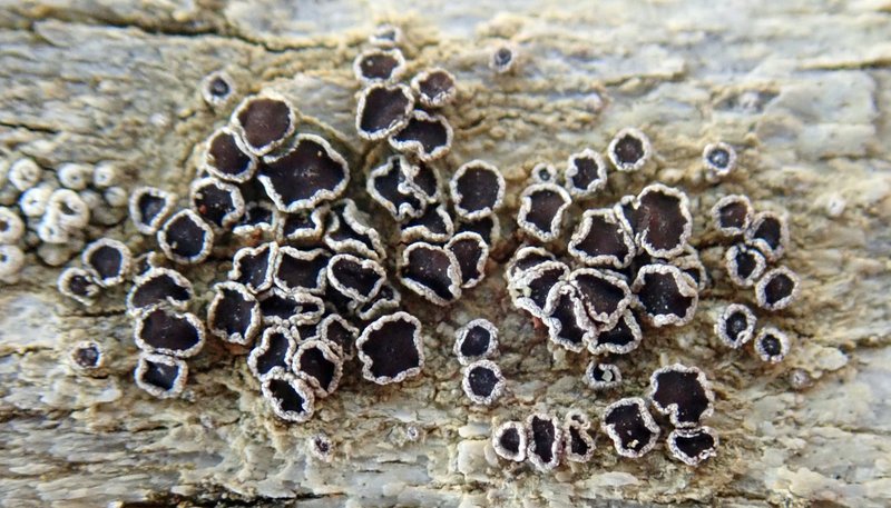 Lecanora ylophila
