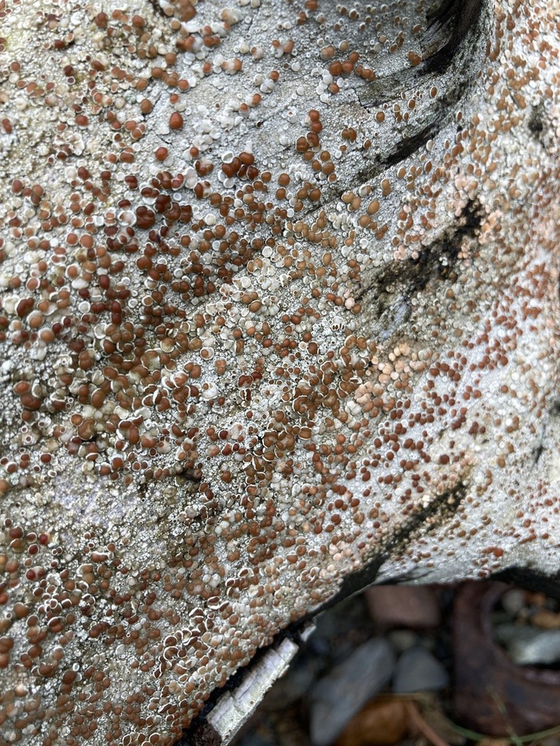 Lecanora ylophila