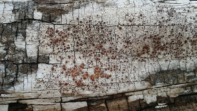 Lecanora ylophila photo 2