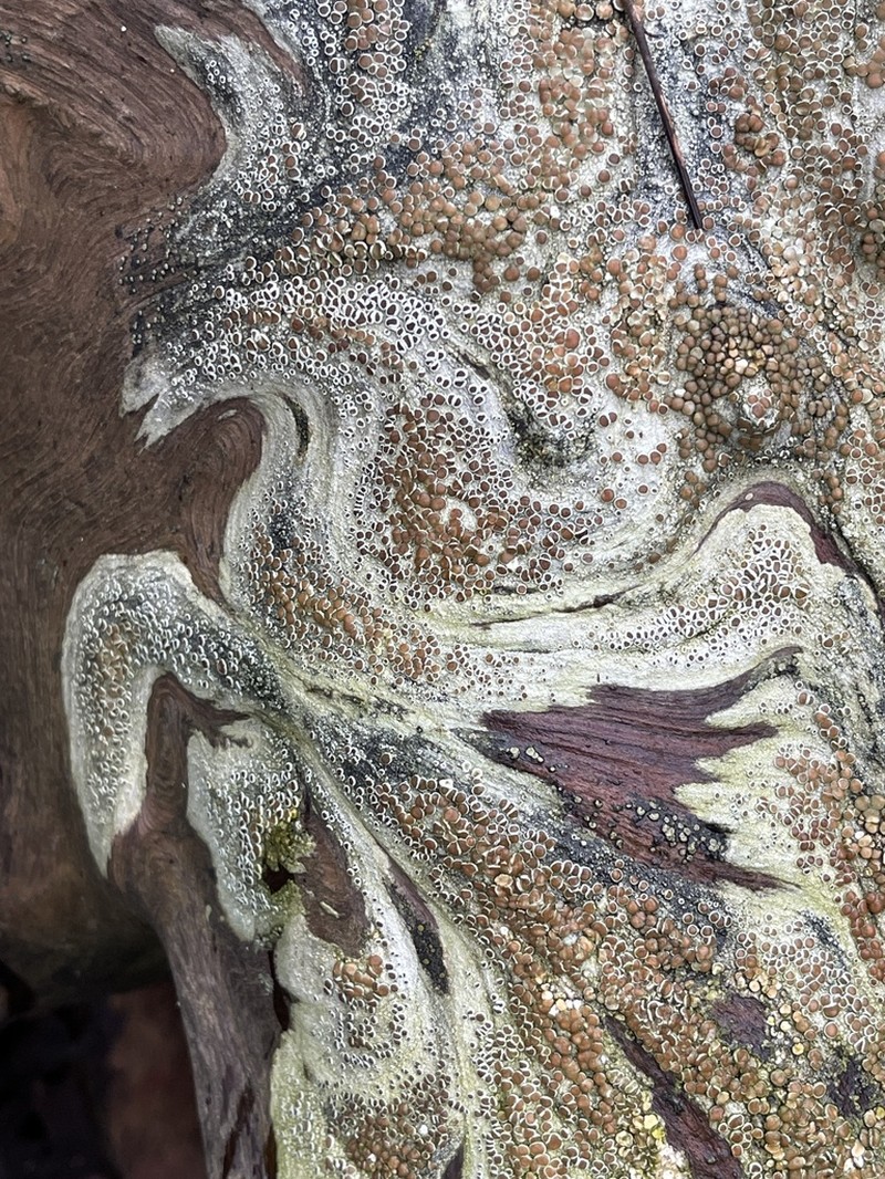 Lecanora ylophila photo 3