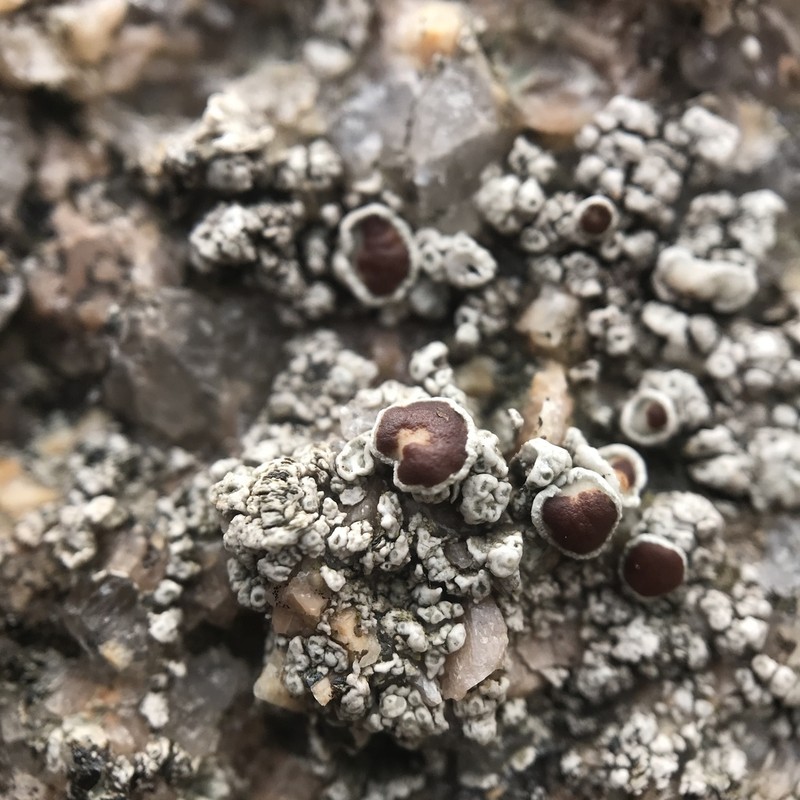 Lecanora ylophila photo 4