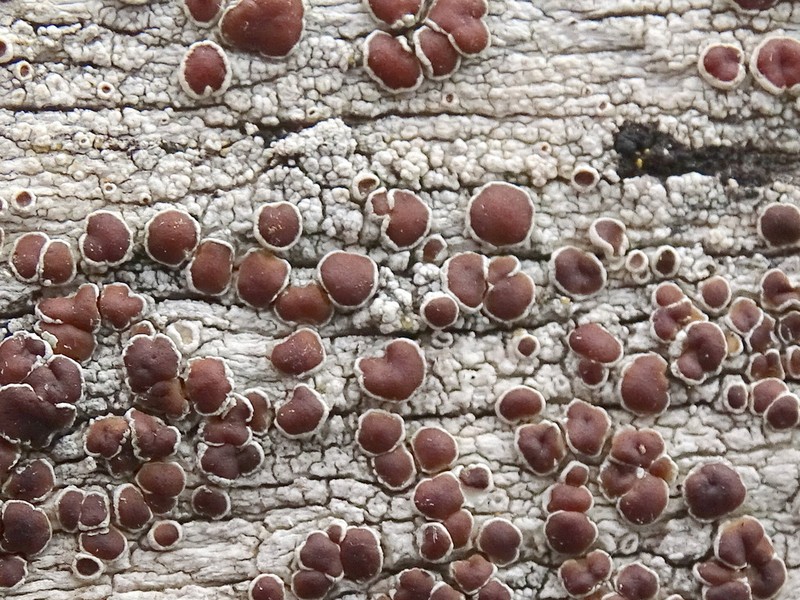 Lecanora ylophila photo 5