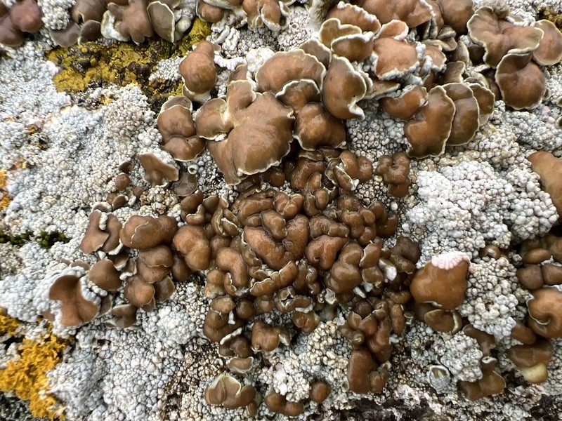 Lecanora ylophila photo 6