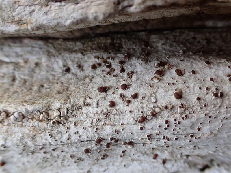 Lecanora ylophila photo 7