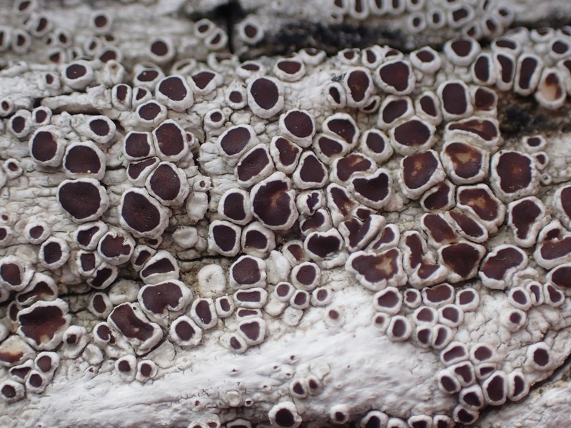 Lecanora ylophila photo 8