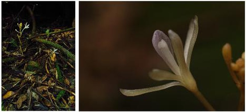 Lecanorchis tabugawaensis