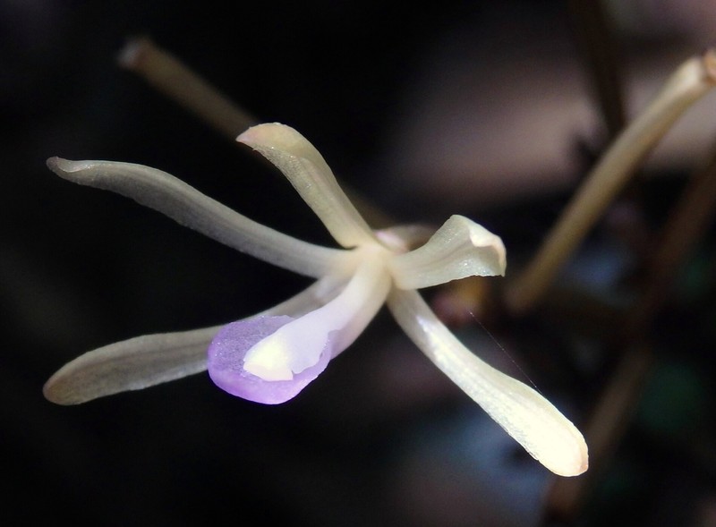 Lecanorchis tabugawaensis photo 2