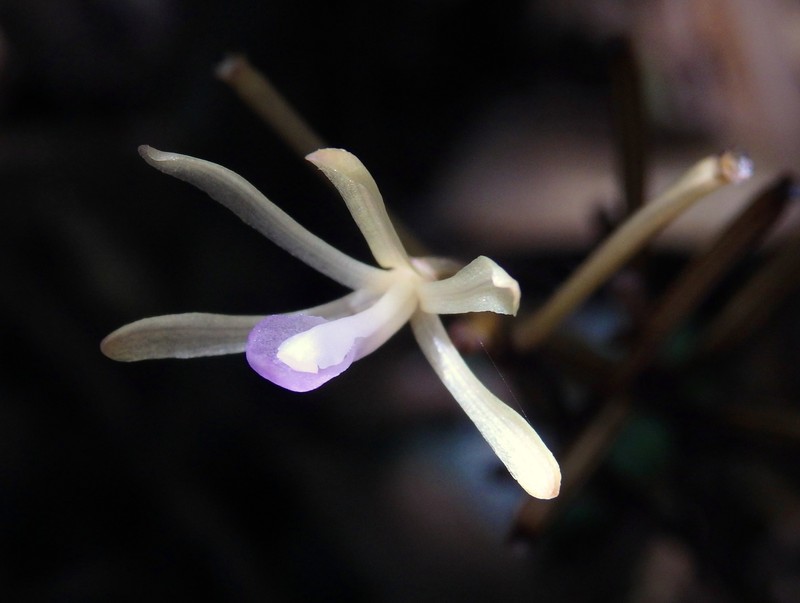 Lecanorchis tabugawaensis photo 3
