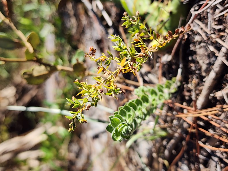 Nodding Pinweed